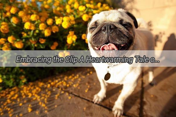 Embracing the Clip A Heartwarming Tale of Dogs and Their Summer Coats